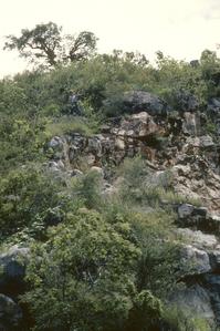 Tripsacum at limestone quarry