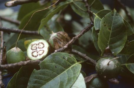 Fruits and leaves of Solandra nitida