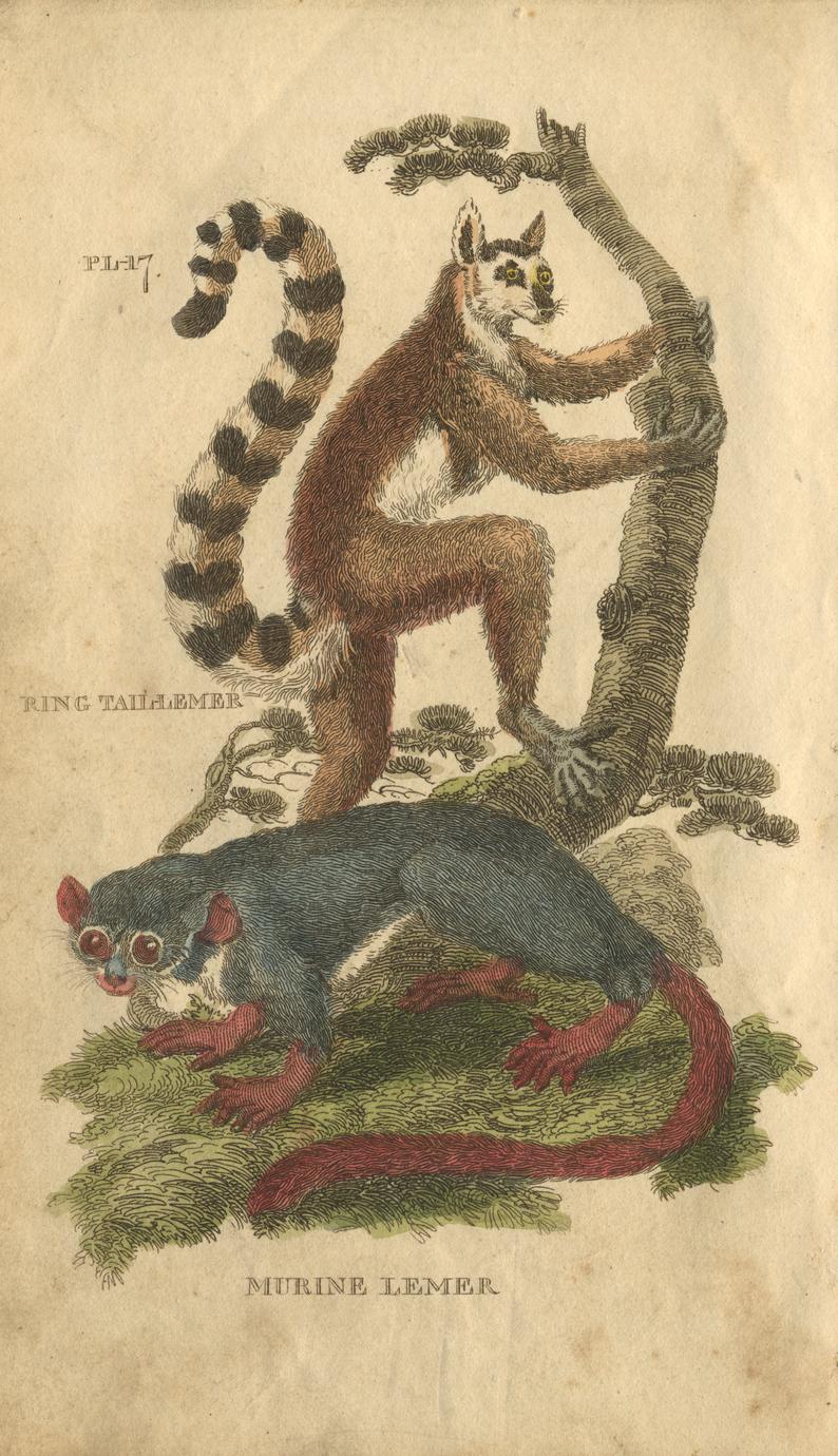 Ring Tail Lemur & Murine Lemur
