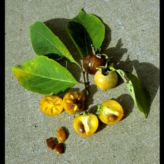 Persimmon with leaves fruit and seeds