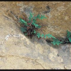Cliff brake fern in rock crevice, Spring Green