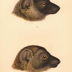 Lemur mongoz, var. nigrifrons