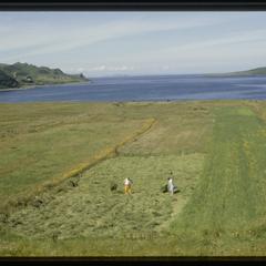Isle of Skye, man and woman cutting hay, no. 1 of 2