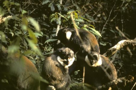 Cercopithecus lhoesti