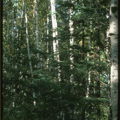Paper birch, a disturbance species which dominates old logging sites in northern Wisconsin.