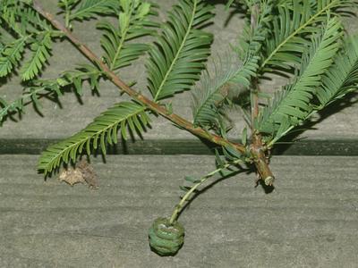 Dawn redwood - bough with immature ovulate cones