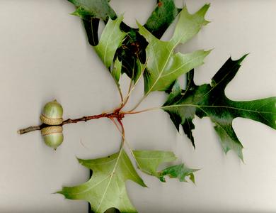 Branch with acorns of black oak