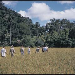 Phetsarath trip : crossing paddy fields