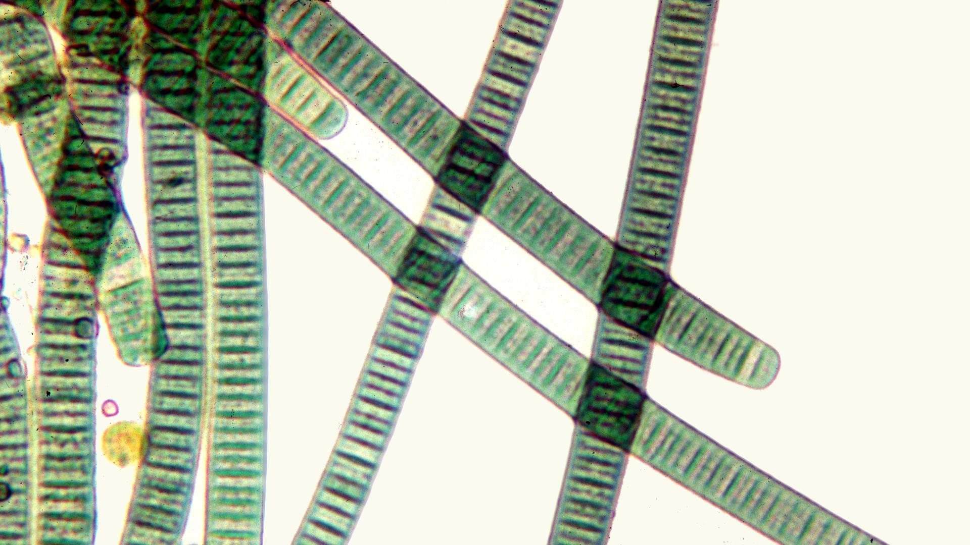 Oscillatoria Under A Microscope
