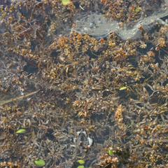 Sargassum - floating mat, Saint Augustine, Florida