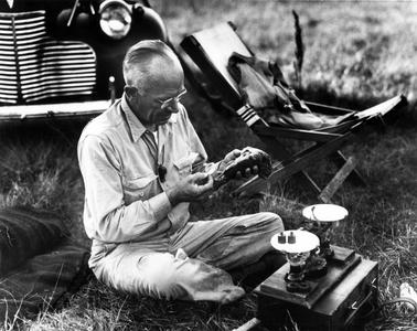 After the woodcock hunt, weighing specimens, AL seated with scale, 1946