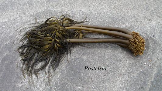Kelp - Postelsia - habit