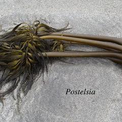 Kelp - Postelsia - habit