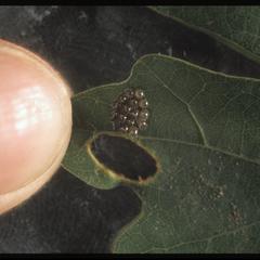 Close-up of insect eggs on a leaf