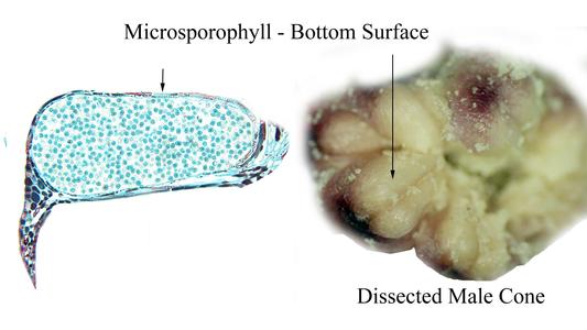 Microsporophylls, view of the bottom