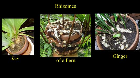 Modified stems - rhizomes