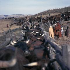 Xhosa Transkei cattle
