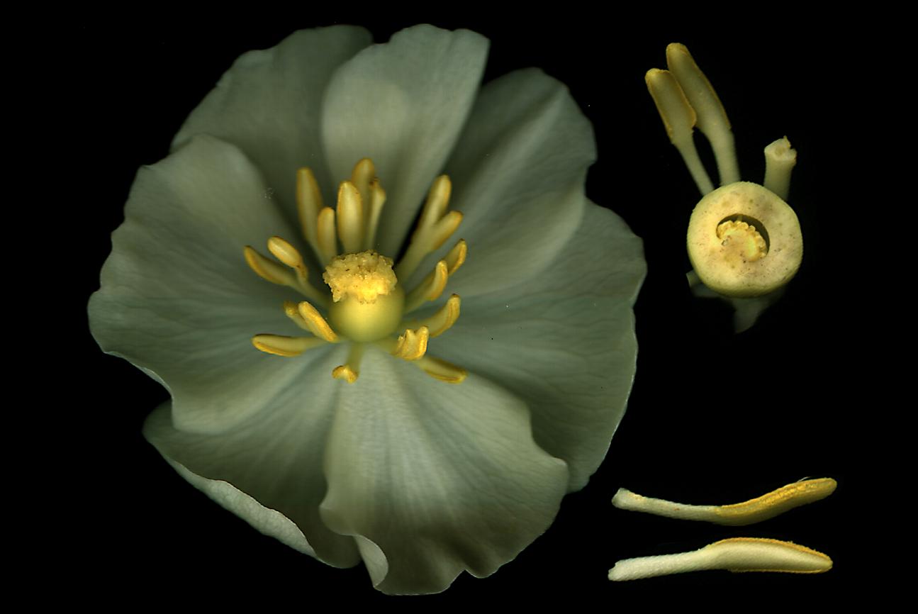 ovary of a flower