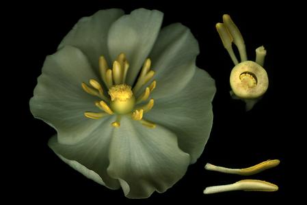 Dissected flower with cross section of the ovary and stamens of Podophyllum peltatum