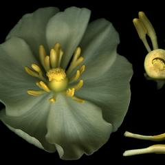 Dissected flower with cross section of the ovary and stamens of Podophyllum peltatum