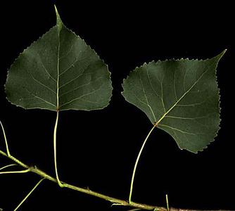 Leaves and internode of Cottonwood