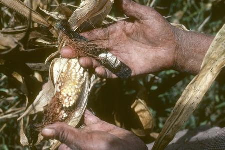 Corn harvest with "piscador"
