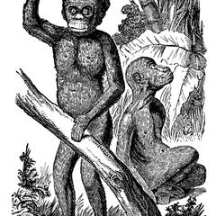 Standing Chimpanzee Print