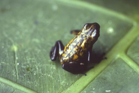 Frog, Rio Palenque Biological Station