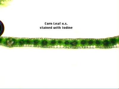View of a fresh cross section through a corn leaf stained with iodine showing mesophyll and bundle-sheath cells (4x objective)