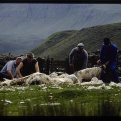 Isle of Skye, group of shearers