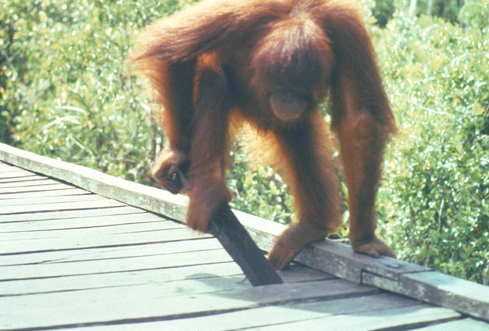 ‎Pongo Pygmaeus - UWDC - UW-Madison Libraries