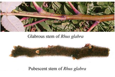 Composite of glabrous stem of Rhus gabra and pubescent stem of Rhus typhina