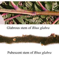 Composite of glabrous stem of Rhus gabra and pubescent stem of Rhus typhina