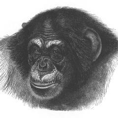 Adult Male Chimpanzee Print