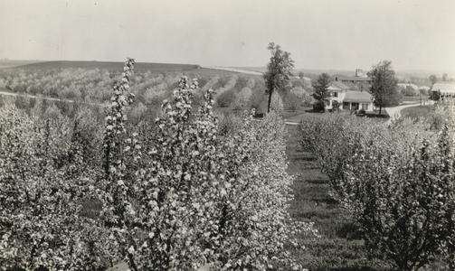 Cornfalfa Farms, Waukesha, orchard in spring