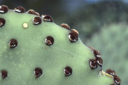 Opuntia pad, close-up