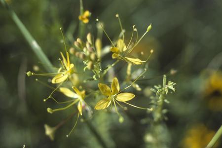 Cleomella perennis, north of Durango