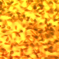 Euglena movie of swimming cells - 20x DIC objective