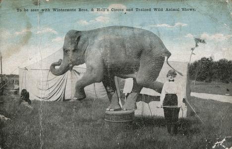 Elephant in the circuses of the Wintermute Bros. & Hall's Trained Wild Animal Shows