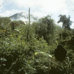 Gorilla gorilla beringei
