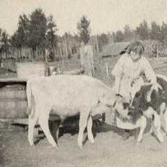 Woman with cows