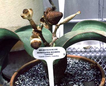 Female plant of Welwitschia mirabilis