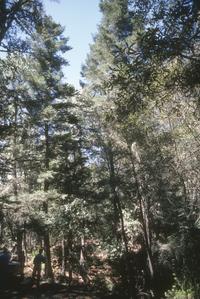 Grove of fir with cones, top of Cerro Grande