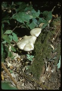 Mushrooms, moss, and leaf miners, Madison School Forest