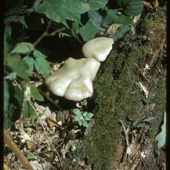 Mushrooms, moss, and leaf miners, Madison School Forest
