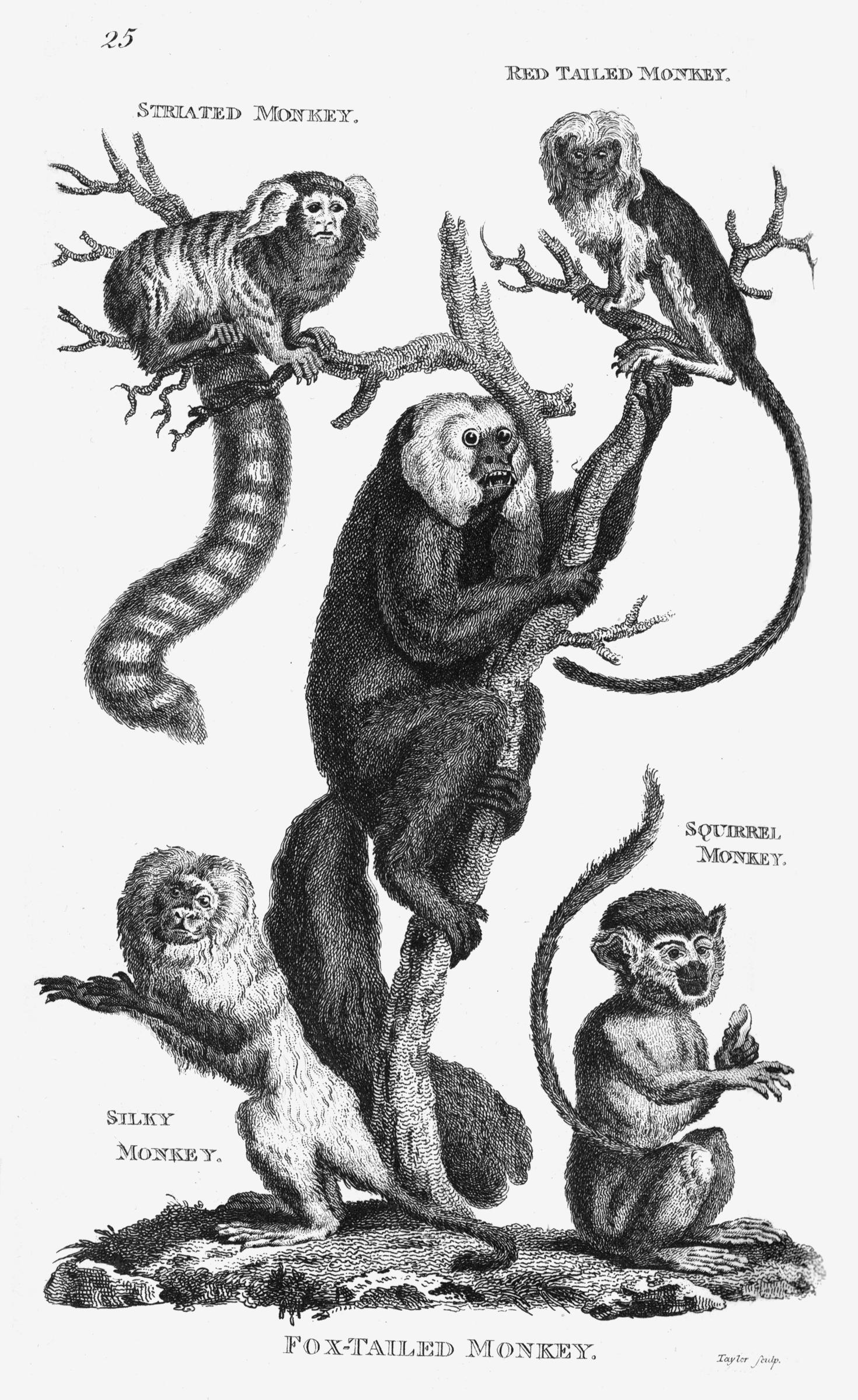 New World Monkey Group Print - UWDC - UW-Madison Libraries