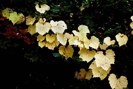 Fall foliage of Vitis riparia