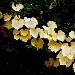 Fall foliage of Vitis riparia