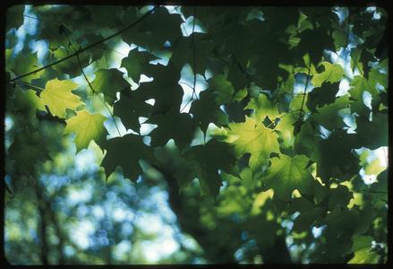 Acer saccharum leaves, University of Wisconsin–Madison Arboretum