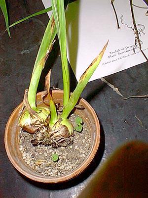 corm of gladiolus